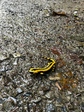 Lade das Bild in den Galerie-Viewer, Einhorntour (Kindertour)