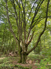 Lade das Bild in den Galerie-Viewer, Einhorntour (Kindertour)